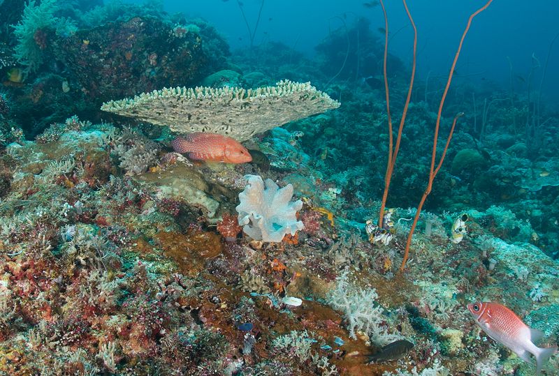 Coral Grouper