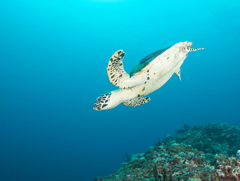 Turtle