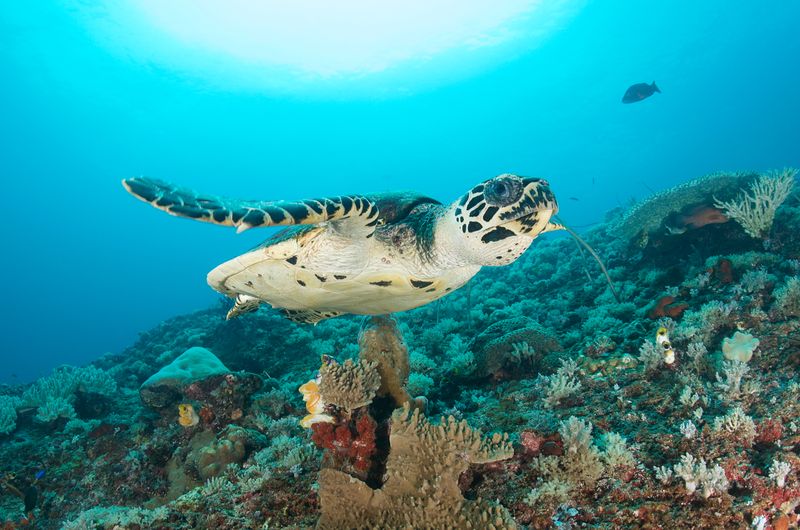Hawksbill Turtle