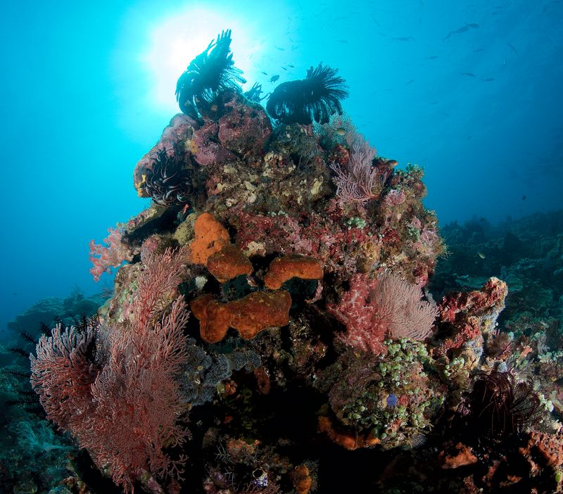 Coral Head