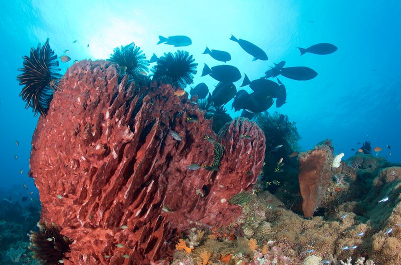 Sponges
