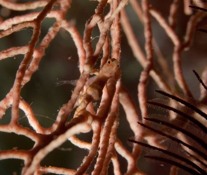 Denise's Pygmy Seahorse