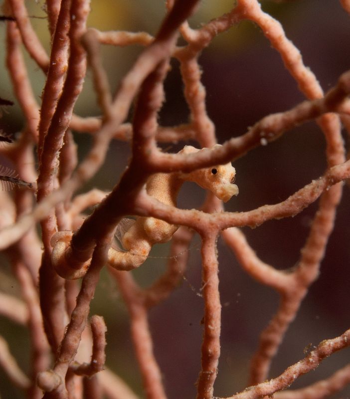 Denise's Pygmy Seahorse