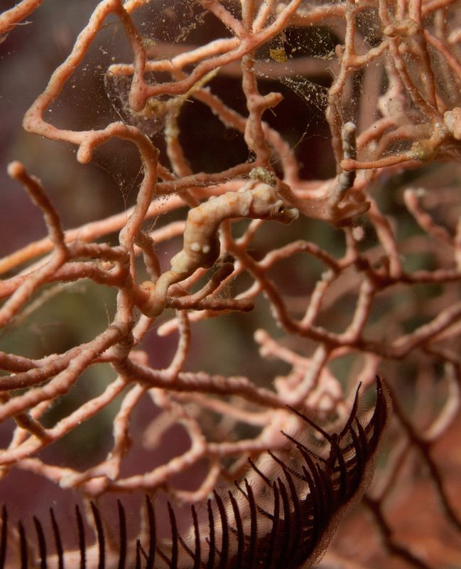 Denise's Pygmy Seahorse
