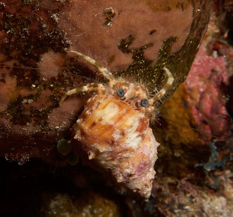 Hermit Crab
