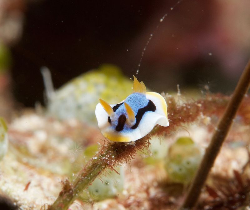 Tiny Anna's Chromodoris