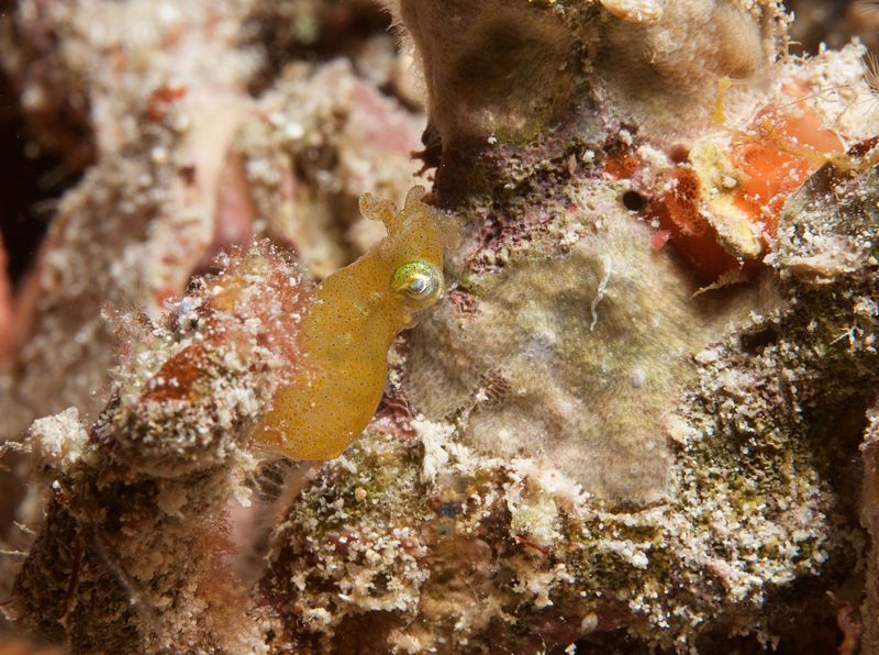 Two-Tone Pygmy Squid