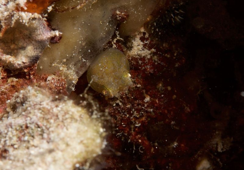 Two-Tone Pygmy Squid