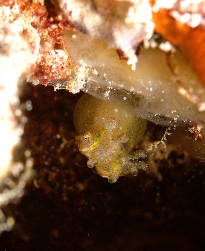 Two-Tone Pygmy Squid