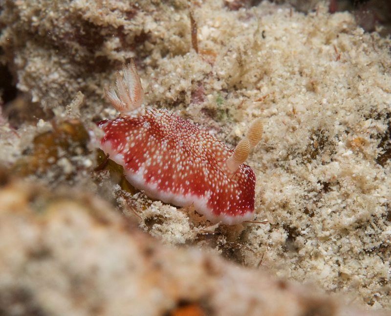 Reticulated Chromodoris