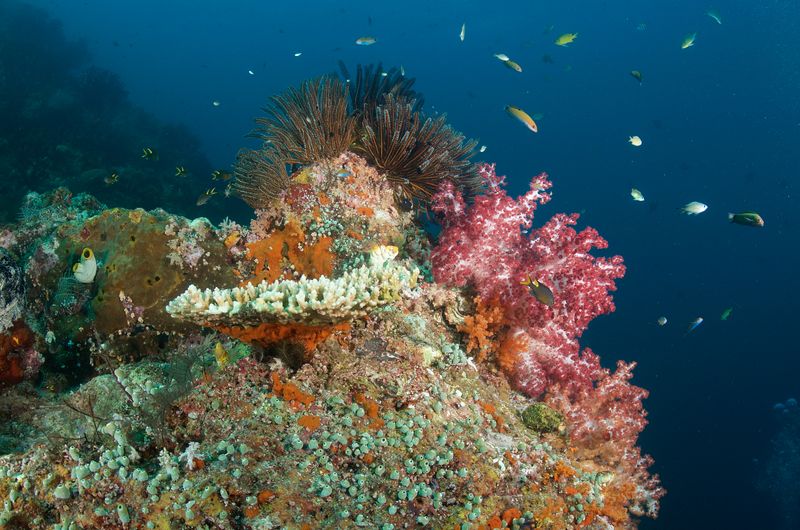 Corals