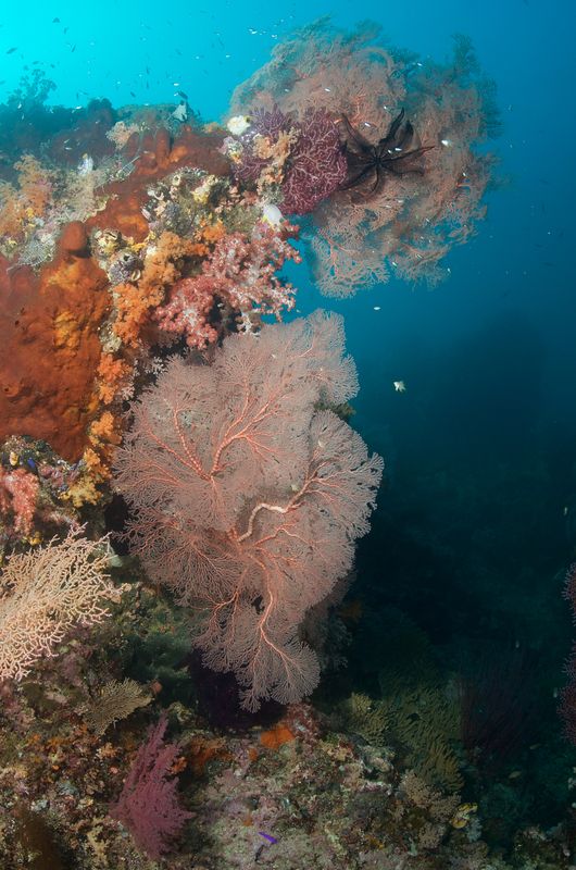 Soft Corals and Fans