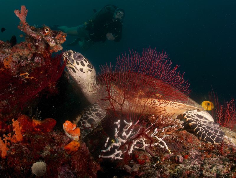 Feeding Hawksbill