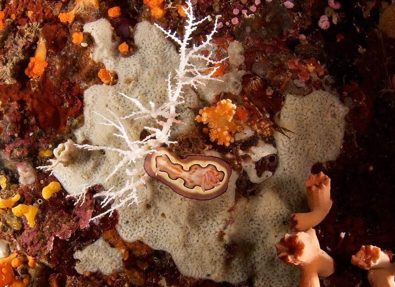 Unknown Nudi