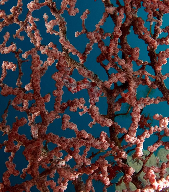 Bargibant's Pygmy Seahorse