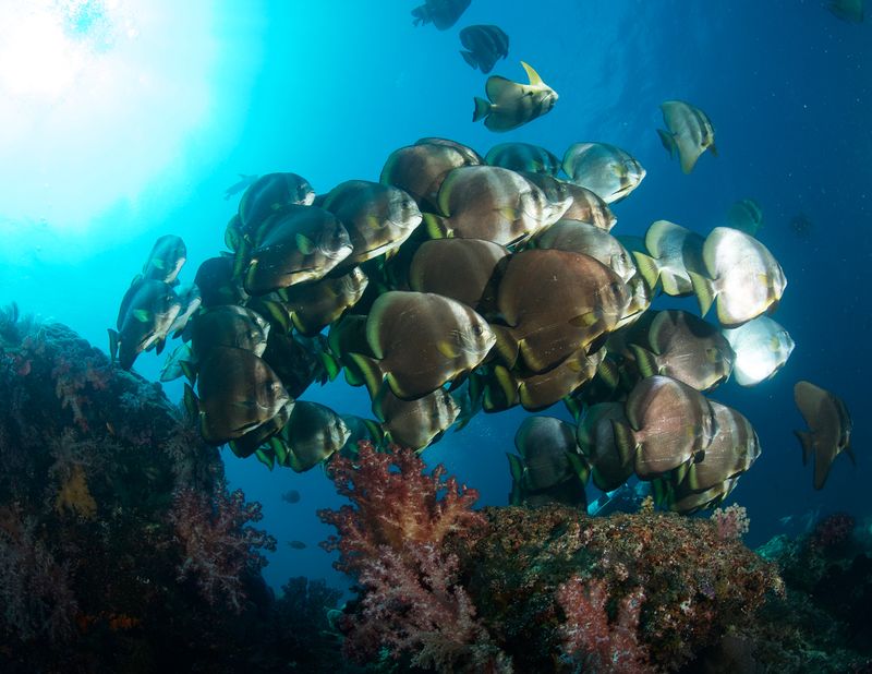 Batfish School