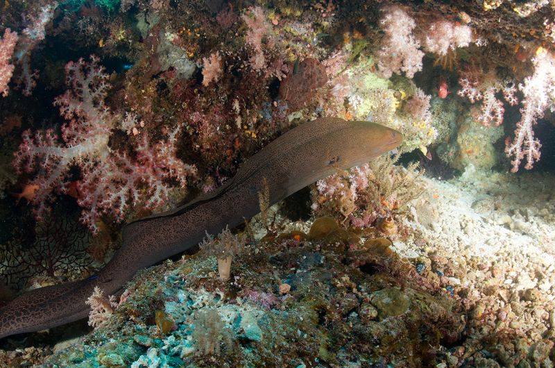 Giant Moray Eel