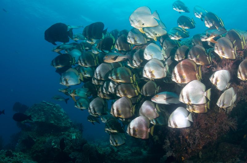 Batfish