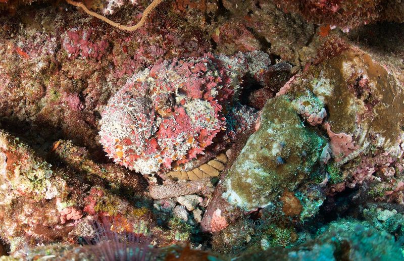 Reef Stonefish