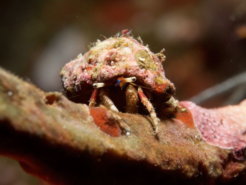 Beautiful Hermit Crab