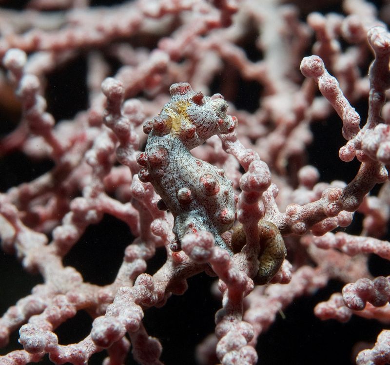 Bargibant's Pygmy Seahorse
