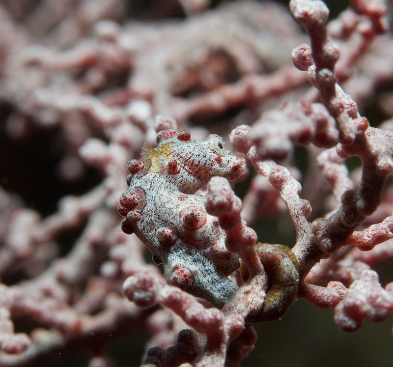 Bargibant's Pygmy Seahorse