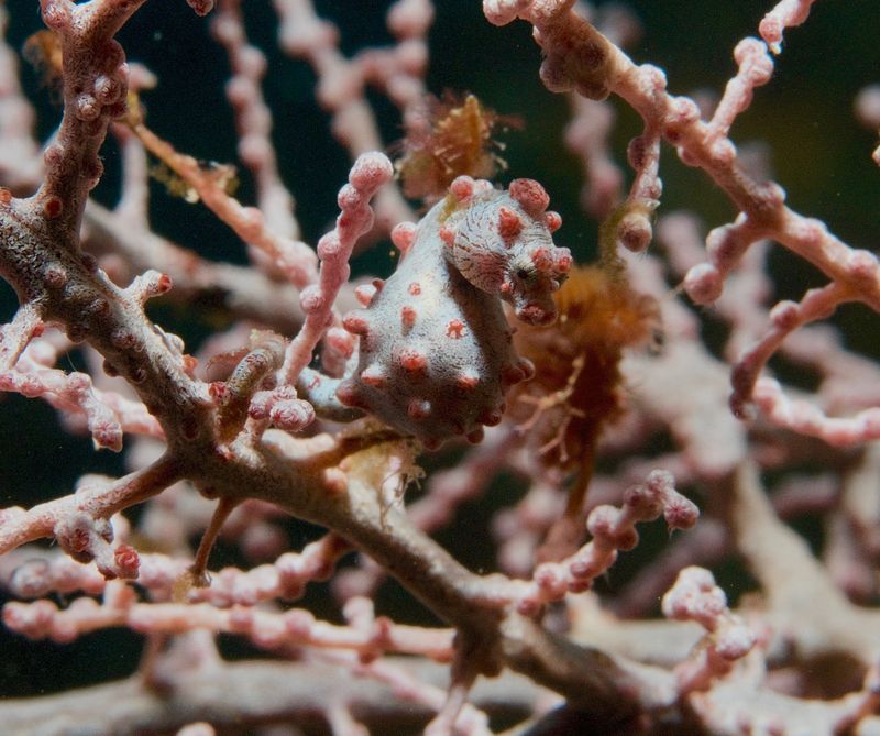 Bargibant's Pygmy Seahorse