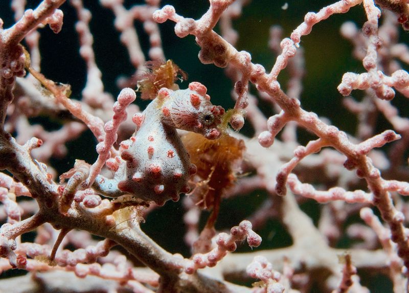 Bargibant's Pygmy Seahorse