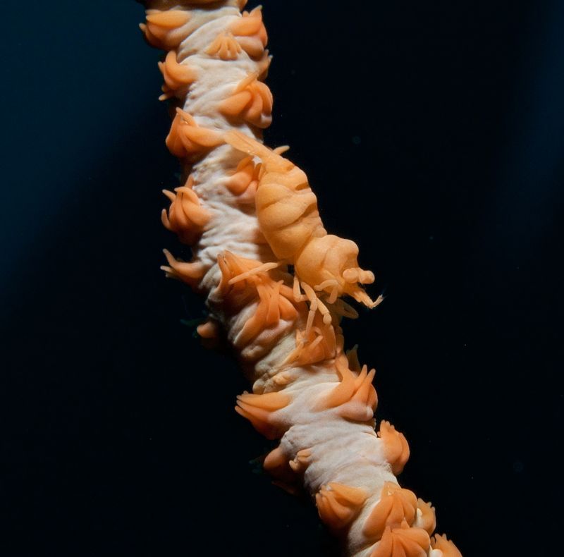 Anker's Whip Coral Shrimp