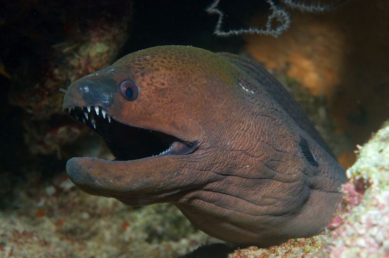 Giant Moray Eel