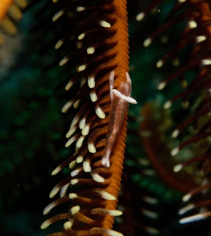 Ambon Crinoid Shrimp