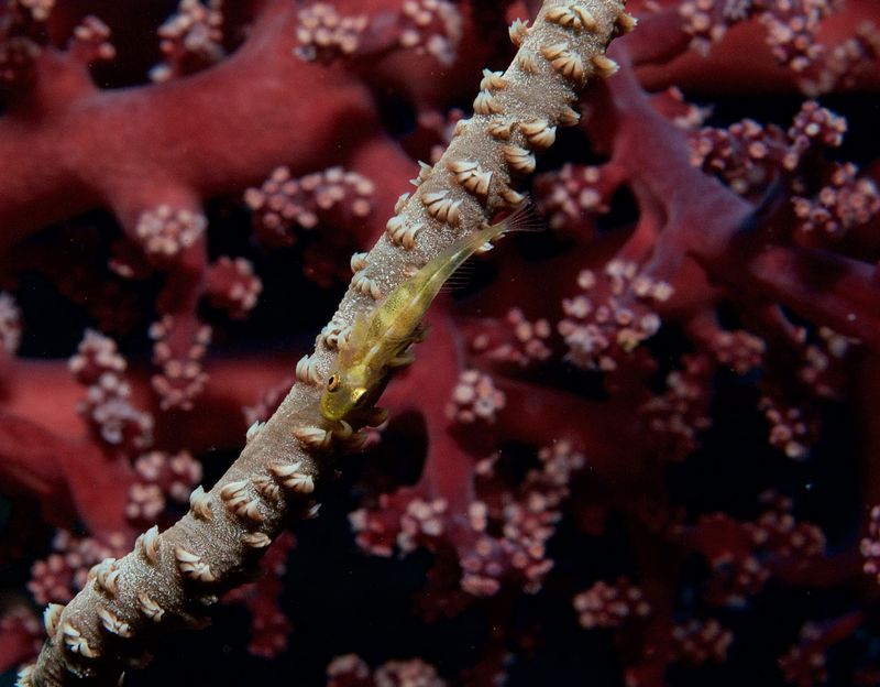 Wire Coral Goby
