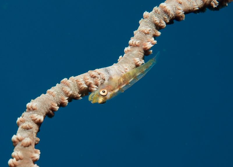 Wire Coral Goby