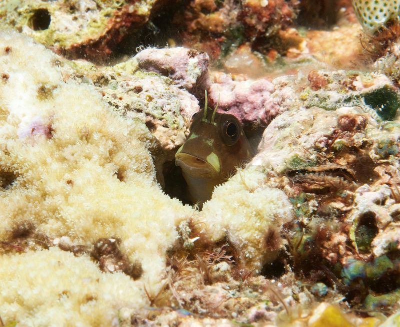 Blenny