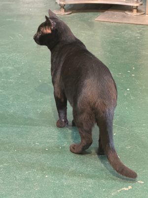 cats
