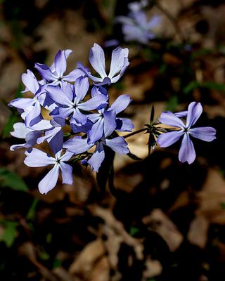 Bouquet of Wild Blue Phlox