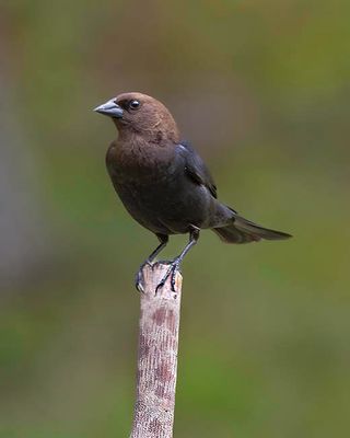 Male Brown Headed Cowbird