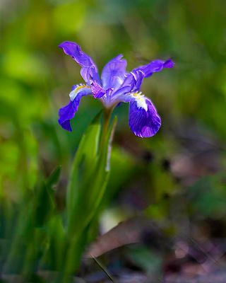 Crested Iris