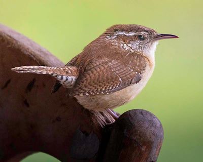 Carolina Wren