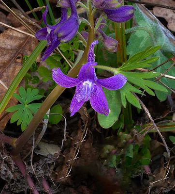 Dwarf Larkspur