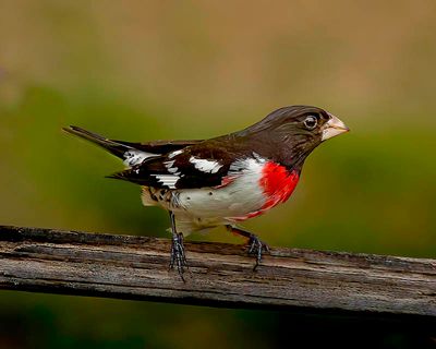 Male Rose Breasted Grosbeak