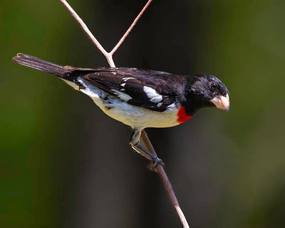 Male Rose Breasted Grosbeak
