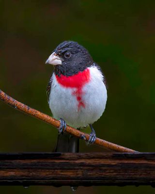 Male Rose Breasted Grosbeak