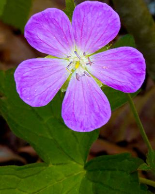 Wild Geranium