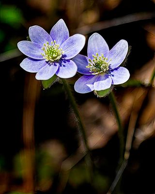 Sharp Lobed Hepatica
