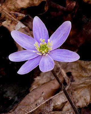 Sharp Lobed Hepatica