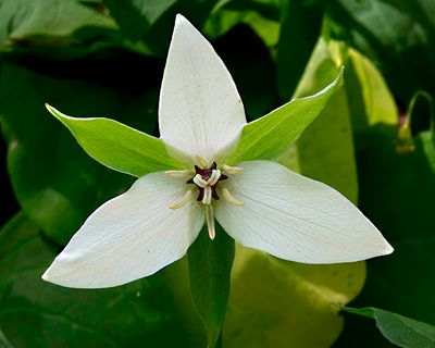 Ill Scented Trillium