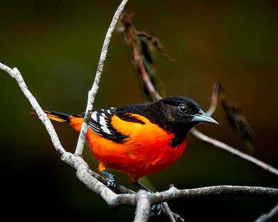 Male Northern Oriole