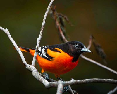 Male Northern Oriole
