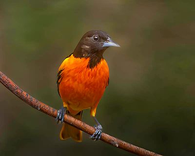 Male Northern Oriole